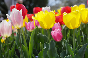 Beautiful tulip flower garden. The Expo 70 Commemorative Park, Osaka, Japan