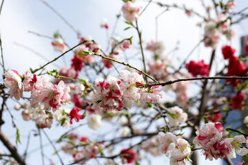 Branches of white pink sakura flowers, cherry blossom