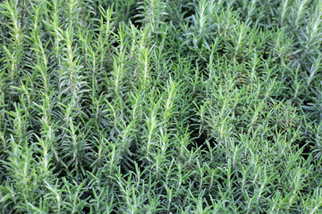 Rosemary plant, Fresh herb in the garden