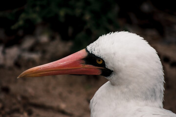 Galapagos Nazca Booby Profile