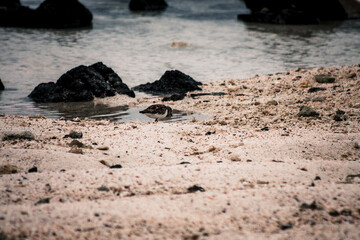 Galapagos Shorebird Solitude
