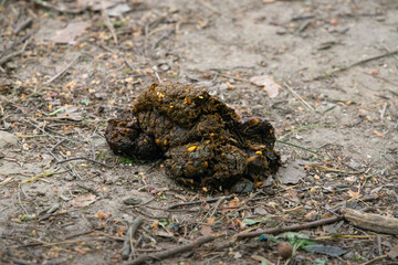 Fresh bear scat lying on the ground in a forest. Excrement trace of wild animals in the nature. Feces of an Ursus arctos marking the territory.