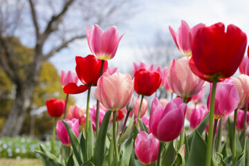 Beautiful tulip flower garden. The Expo 70 Commemorative Park, Osaka, Japan