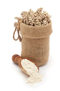 Close-up of Dry Organic Jowar or Sorghum (Sorghum bicolor) seeds, in a jute bag and Jowar Flour on a scoop, Isolated on a white background.