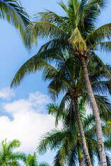 cluster of palm trees with clouds in blue sky