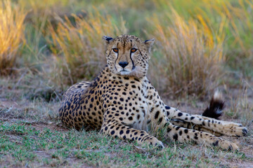 Naklejka premium cheetah in Masai mara