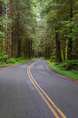 Fototapeta premium Road Winding through the Forest in Olympic National Park