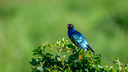 starling on the branch