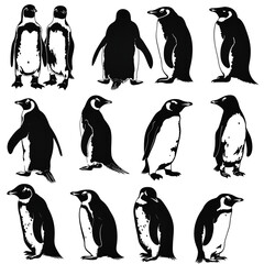 Obraz premium set of penguins on a white background