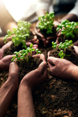 People, hands and soil with plant for growth, eco friendly environment or natural sprout in nature. Closeup of group, team or community with seed or sapling for harvest, production or fresh produce