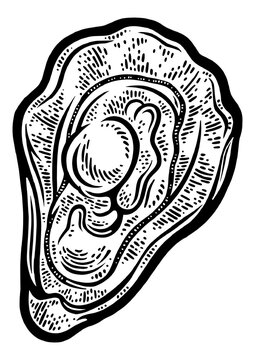 recommend clip art: oyster sketch engraving PNG illustration. T-shirt apparel print design. Scratch board imitation. Black and white hand drawn image.