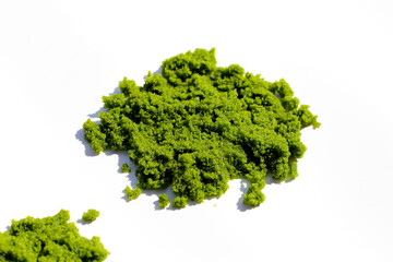 Wolffia globosa or swamp algae, water meal