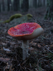 Amanita muscaria en el bosque de setas