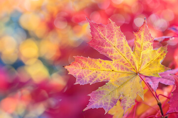 Fototapeta premium A single autumn leaf in vibrant red and yellow hues against a blurred, colorful background, embodying the essence of fall.