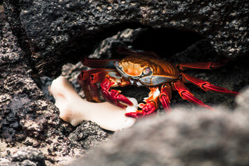 Galapagos Sally Lightfoot Crab in Natural Habitat