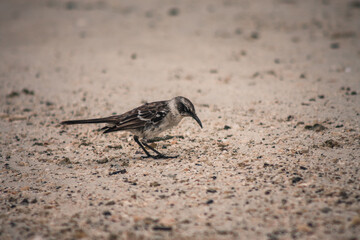 Galapagos Mockingbird Foraging on Sandy Beach