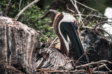 Galapagos Pelican Nesting in Natural Habitat