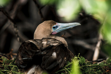 Galapagos Red-Footed Booby in Natural Habitat