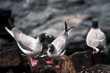 Galapagos Swallow-Tailed Gulls Socializing on Rocks