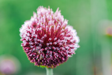  Red Mohican Onion. red onions flowers in garden design. bulbous flowers in lilac shades. Round purple caps of onion flowers 