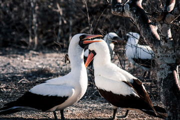 Booby Birds Chatting in Galapagos