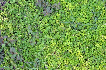 green grass for texture background