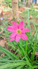photo of Pink rain lily close up view