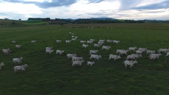Aerial view of herd of cattle in pasture - Pouso Alegre, Minas Gerais, Brazil