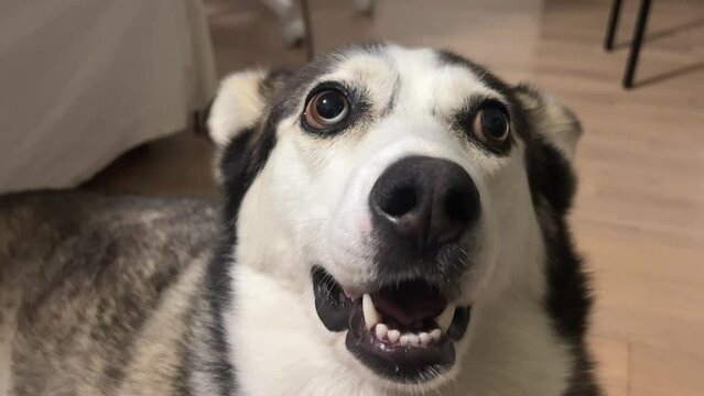 close up Husky mix dog looks like it's talking, making funny expressions indoors
