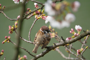 Amidst the Falling Cherry Blossoms, New Greenery, Budding Sprouts, and a Sparrow; Toyama, Japan