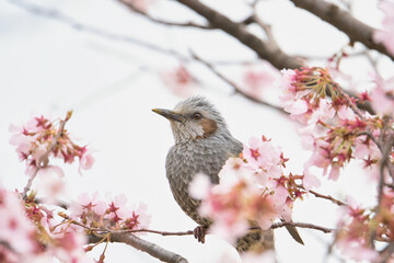A Japanese Bulbul Enjoying the Nectar of Cherry Blossoms; Toyama, Japan
