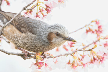 A Japanese Bulbul Enjoying the Nectar of Cherry Blossoms; Toyama, Japan