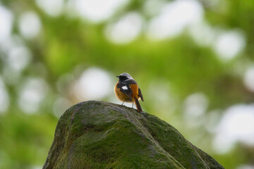 A Red-flanked Bluetail Quietly Standing on a Moss-covered Rock; Toyama, Japan