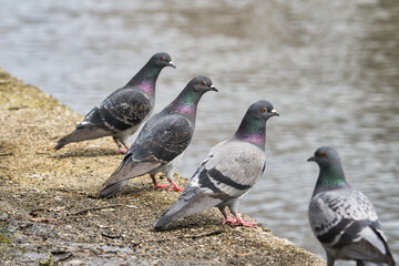 Feral Pigeons Flocking Along the Riverbank; Toyama, Japan