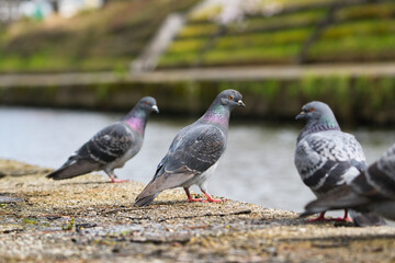 Obraz premium Feral Pigeons Flocking Along the Riverbank; Toyama, Japan
