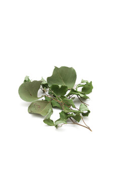 A pile of dry organic Indian Rosewood (Dalbergia sissoo) or Sheesham leaves. Isolated on a white background.