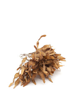 A pile of dry organic Indian Rosewood (Dalbergia sissoo) or Sheesham leaves. Isolated on a white background.