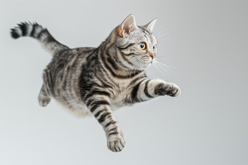 Stunning Photo of an American Shorthair Cat Mid-Jump on White Background - Showcasing the Cat's Athletic Prowess