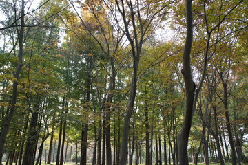 trees in the forest