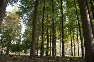 trees in the forest