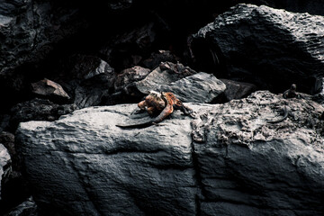 Galapagos Marine Iguana on Volcanic Rock