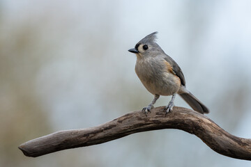 Tufted Titmouse perched on a tree branch