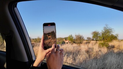 Wild Antelope At Rustenburg In North West South Africa. African Animals Landscape. Pilanesberg...