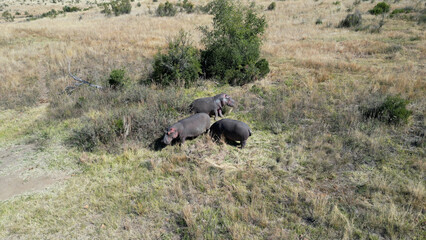 Wild Hippopotamus At Rustenburg In North West South Africa. African Animals Landscape. Pilanesberg National Park. Rustenburg At North West South Africa. Big Five Animals. Wildlife Safari.