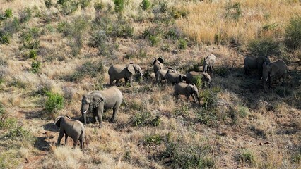 Fototapeta premium Wild Elephants At Rustenburg In North West South Africa. African Animals Landscape. Pilanesberg National Park. Rustenburg At North West South Africa. Big Five Animals. Wildlife Safari.
