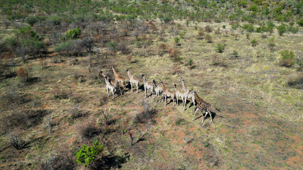 Wild Giraffes At Rustenburg In North West South Africa. African Animals Landscape. Pilanesberg National Park. Rustenburg At North West South Africa. Big Five Animals. Wildlife Safari.