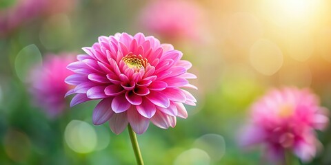 Fototapeta premium Beautiful pink flower in full bloom, pink, flower, bloom, nature, spring, petal, garden, floral, vibrant, delicate, soft, pastel