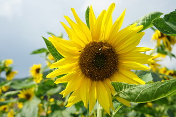 sunflower in the field