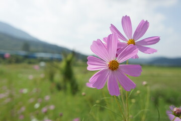 cosmos flower in the field