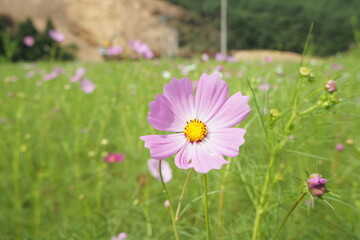 pink cosmos flower